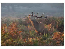 canvas-print-bellowing-stag-deer-x