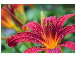canvas-print-lily-flower-in-pink-xl