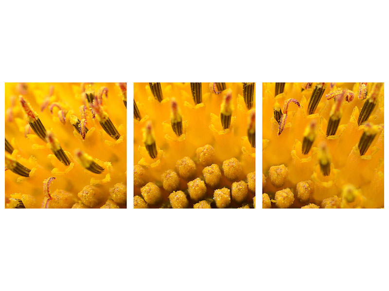 panoramic-3-piece-canvas-print-the-buds-of-the-sunflower-in-xxl