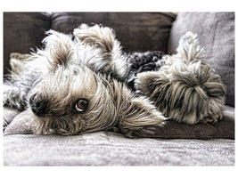3-piece-canvas-print-2-cute-dogs