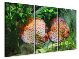 canvas-print-2-fish