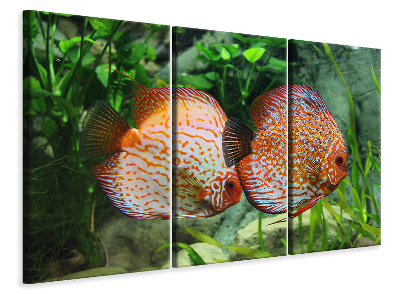 canvas-print-2-fish