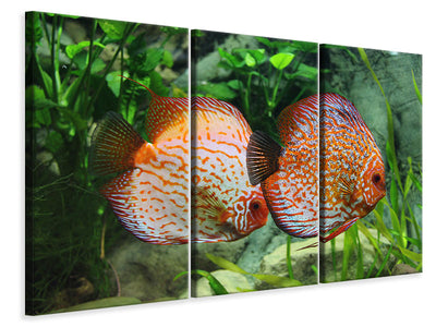 canvas-print-2-fish