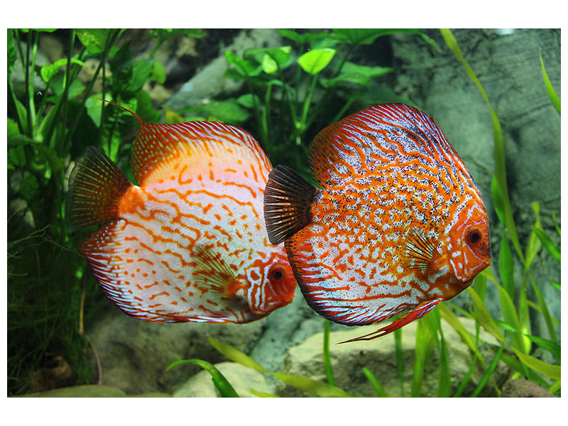 3-piece-canvas-print-2-fish