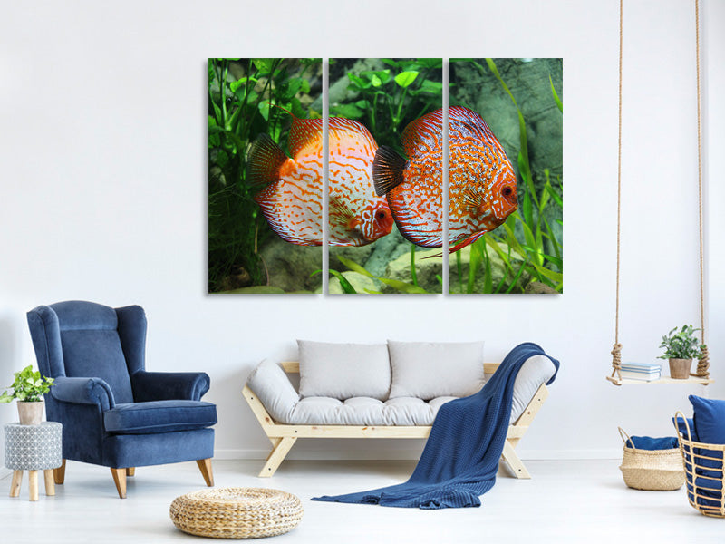 canvas-print-2-fish