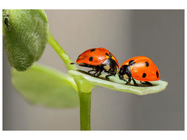 panoramic-3-piece-canvas-print-2-ladybirds