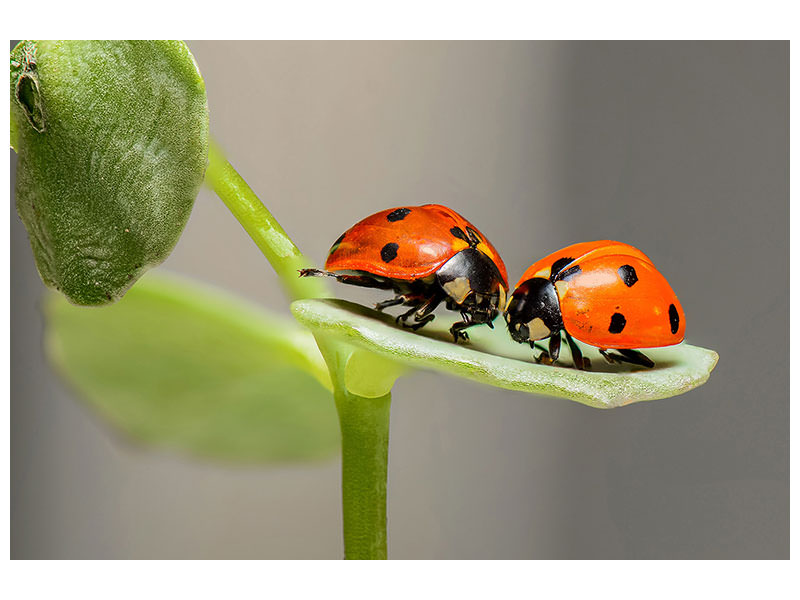 panoramic-canvas-print-2-ladybirds