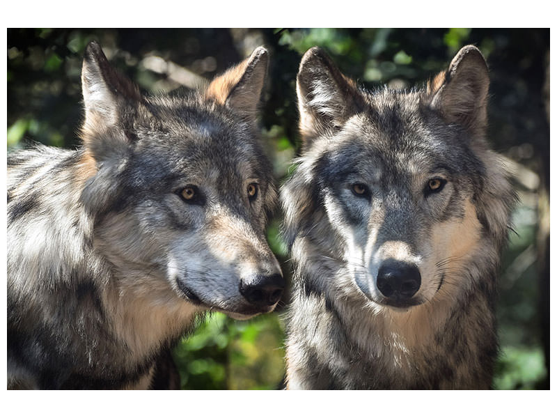 3-piece-canvas-print-2-wolves