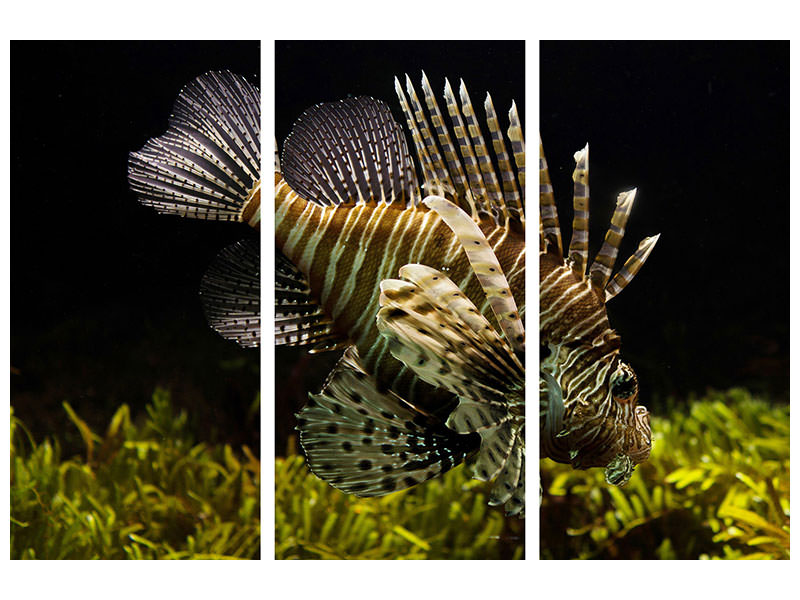 3-piece-canvas-print-lion-fish