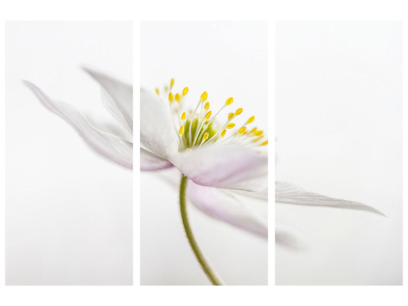 3-piece-canvas-print-nemorosa-iii