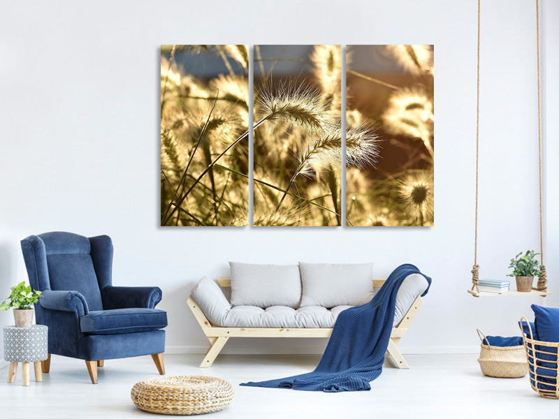 3-piece-canvas-print-ornamental-grass-in-the-sunlight