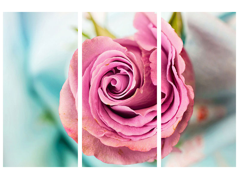 3-piece-canvas-print-roseblossom-in-pink