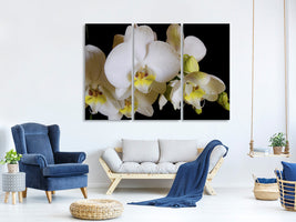 3-piece-canvas-print-white-orchids-in-bloom