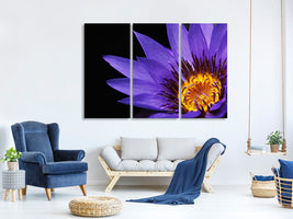 3-piece-canvas-print-xl-water-lily-in-purple