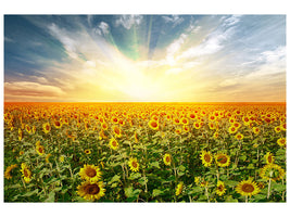 panoramic-3-piece-canvas-print-a-field-full-of-sunflowers