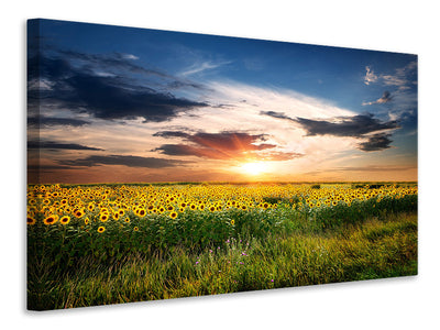 5-piece-canvas-print-a-field-of-sunflowers