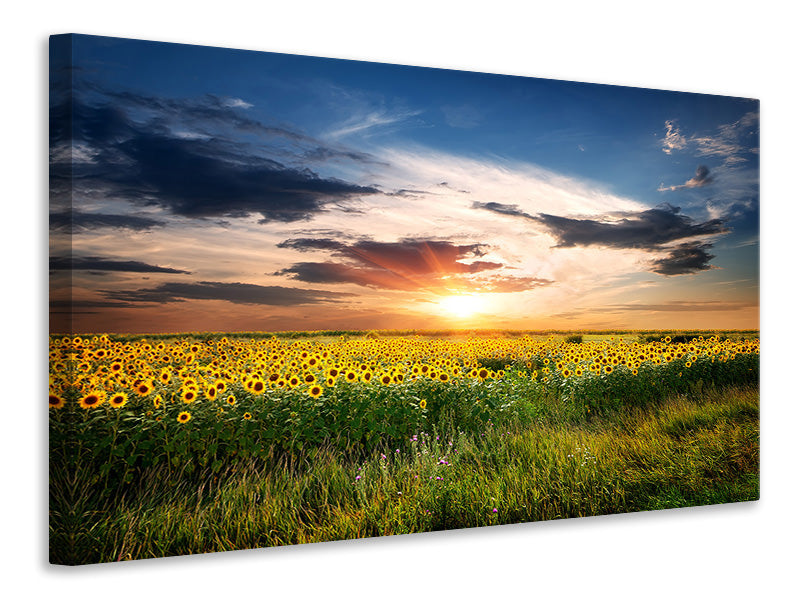 panoramic-3-piece-canvas-print-a-field-of-sunflowers