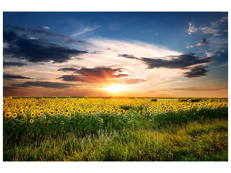 4-piece-canvas-print-a-field-of-sunflowers
