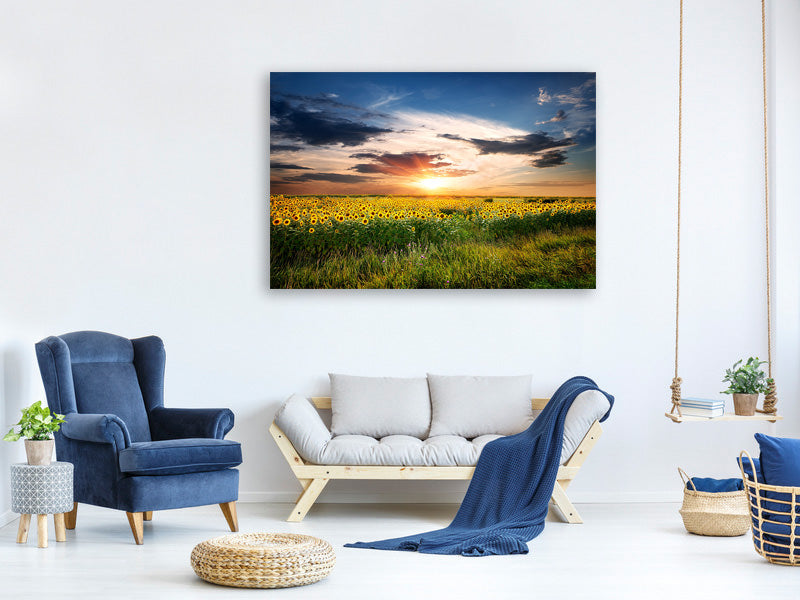 panoramic-3-piece-canvas-print-a-field-of-sunflowers