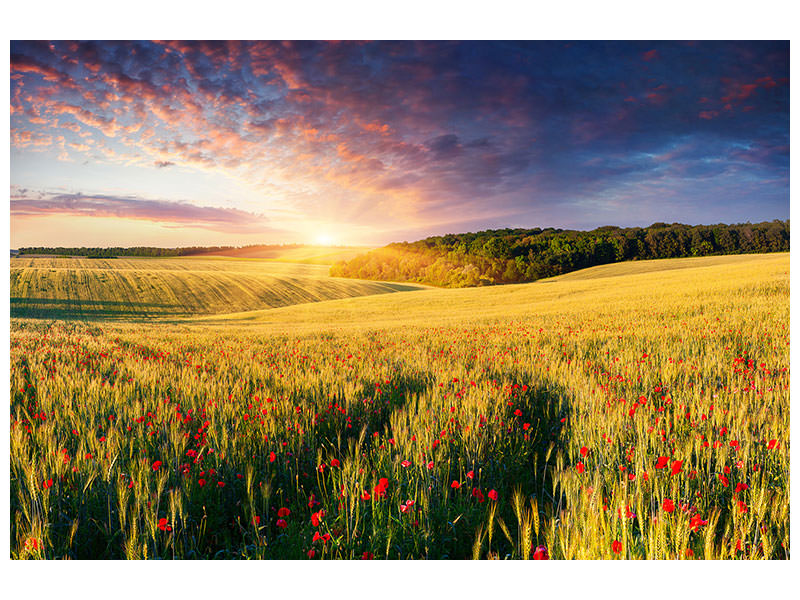 panoramic-3-piece-canvas-print-a-flower-field-at-sunrise