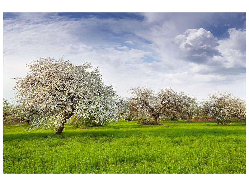 modern-4-piece-canvas-print-apple-tree-garden