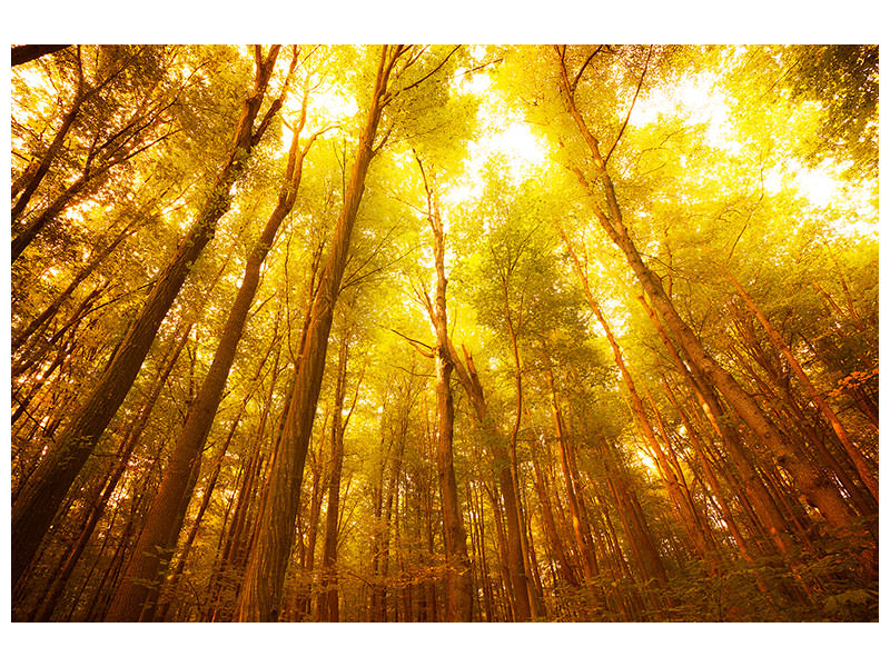 modern-4-piece-canvas-print-autumn-forest
