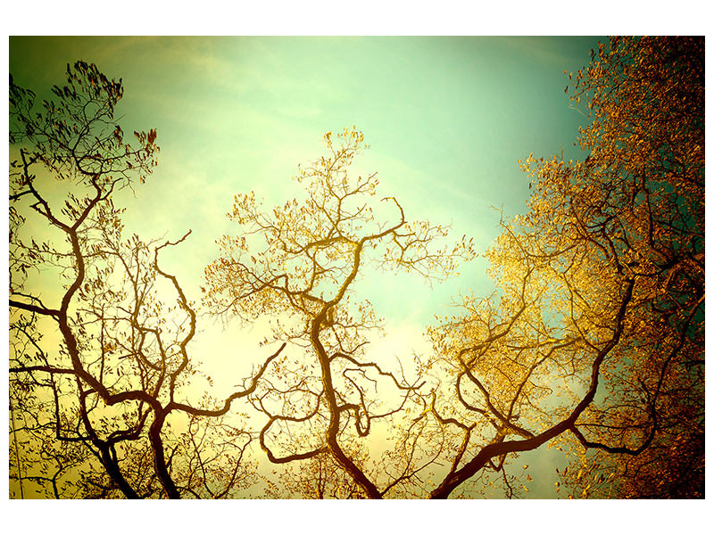 5-piece-canvas-print-autumn-trees-ii