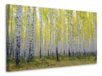 modern-4-piece-canvas-print-autumnal-birch-forest
