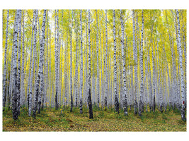 5-piece-canvas-print-autumnal-birch-forest