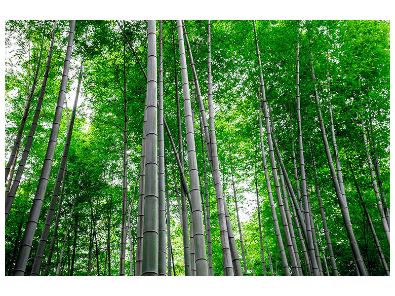 5-piece-canvas-print-bamboo-forest