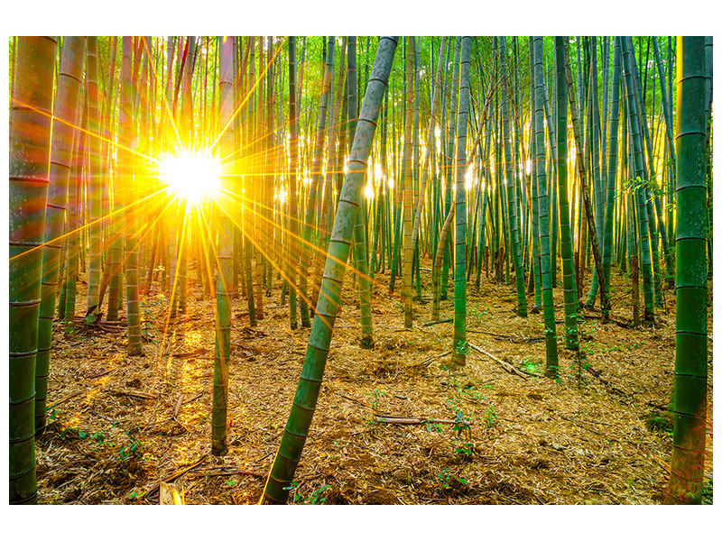 5-piece-canvas-print-bamboos