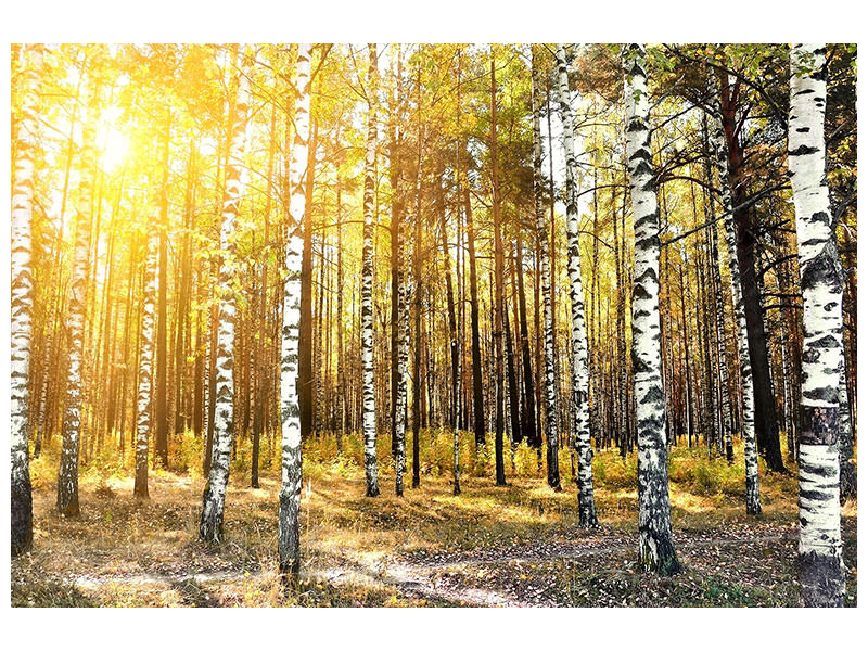 5-piece-canvas-print-birch-forest