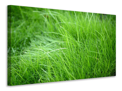 modern-3-piece-canvas-print-blades-of-grass
