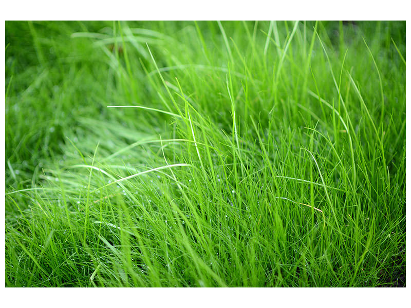 5-piece-canvas-print-blades-of-grass