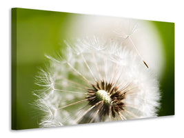 panoramic-3-piece-canvas-print-blowball-dandelion
