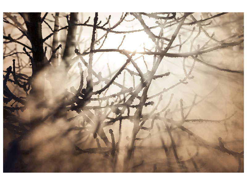 panoramic-canvas-print-branches-in-fog-light