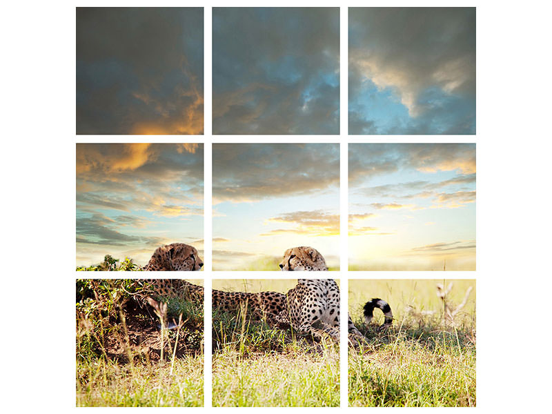 canvas-print-cheetahs