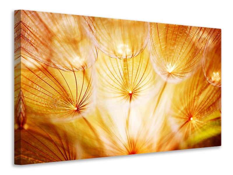 4-piece-canvas-print-close-up-dandelion-in-light