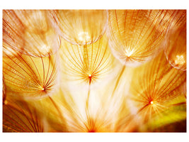4-piece-canvas-print-close-up-dandelion-in-light