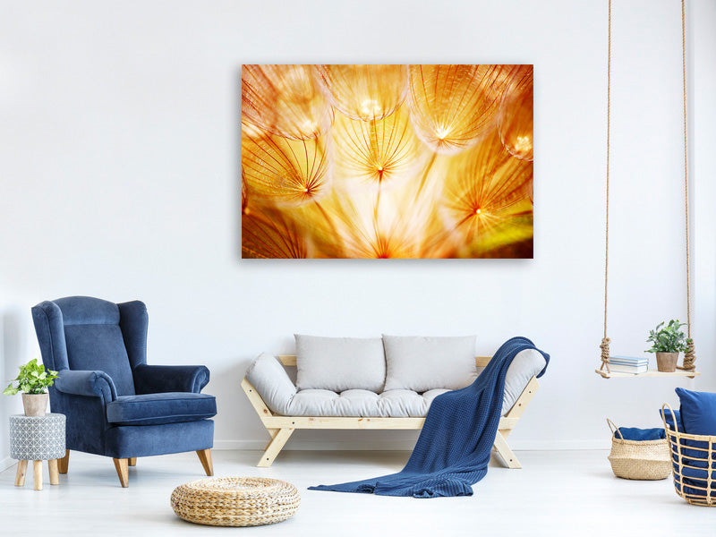 panoramic-canvas-print-close-up-dandelion-in-light