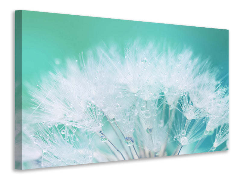 panoramic-3-piece-canvas-print-close-up-dandelion-in-morning-dew