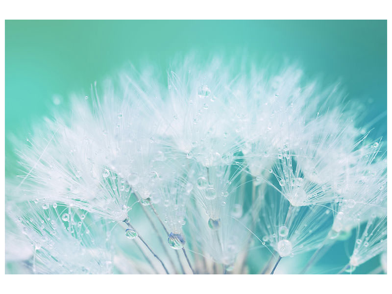 panoramic-canvas-print-close-up-dandelion-in-morning-dew