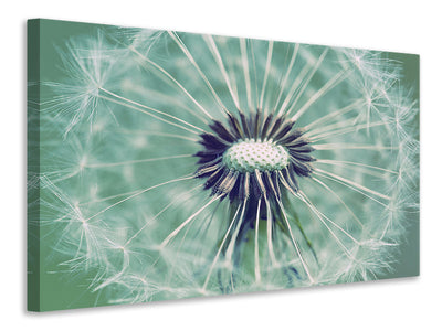 5-piece-canvas-print-close-up-dandelion