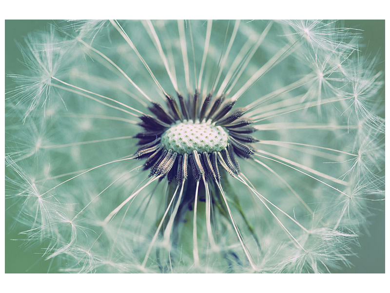 4-piece-canvas-print-close-up-dandelion