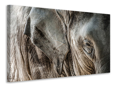 5-piece-canvas-print-close-up-elephant
