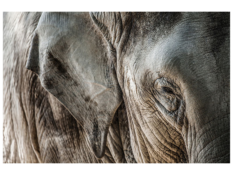 4-piece-canvas-print-close-up-elephant