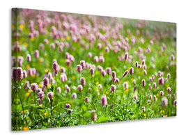 panoramic-canvas-print-clover