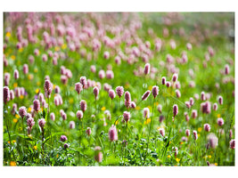 panoramic-canvas-print-clover