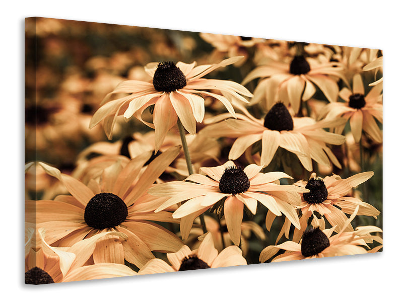 panoramic-canvas-print-daisies-in-sepia