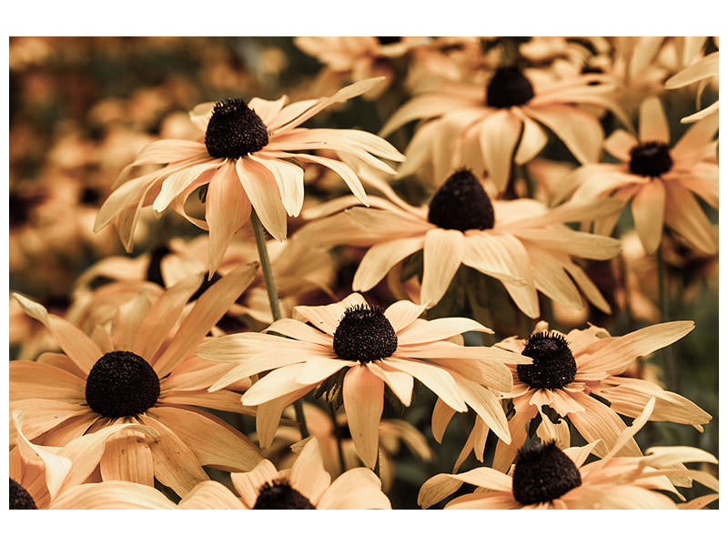 panoramic-3-piece-canvas-print-daisies-in-sepia